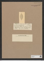 Coscinodiscus lanceolatus Castr. (de-Toni-Nr.: Genus 202, Species 4964) Zeichnungen Sammlung Grunow Nr. 8555 (NHMW-BOT-W0378195)